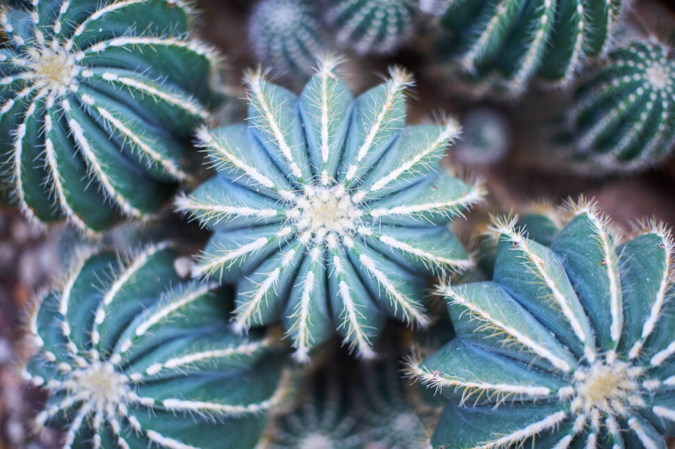 Close-up of blue-green cacti with radial spines forming star-like patterns, each plant showing white fuzzy hairs along rib edges.