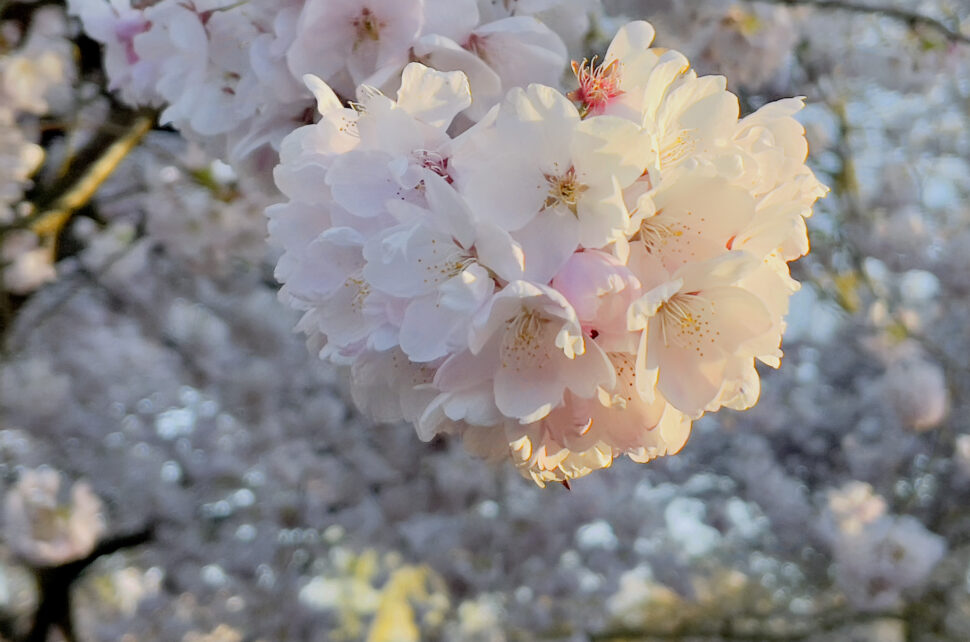 cluster of pale pink cherry blossoms in full bloom on a sunlit branch.