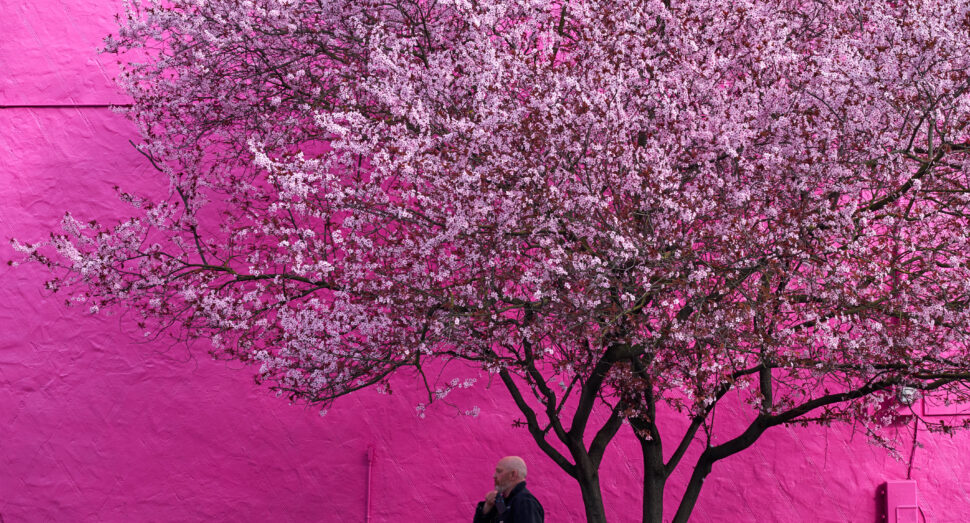 Blossoming tree with pink and white flowers against a bright pink wall, with a man walking beneath.
