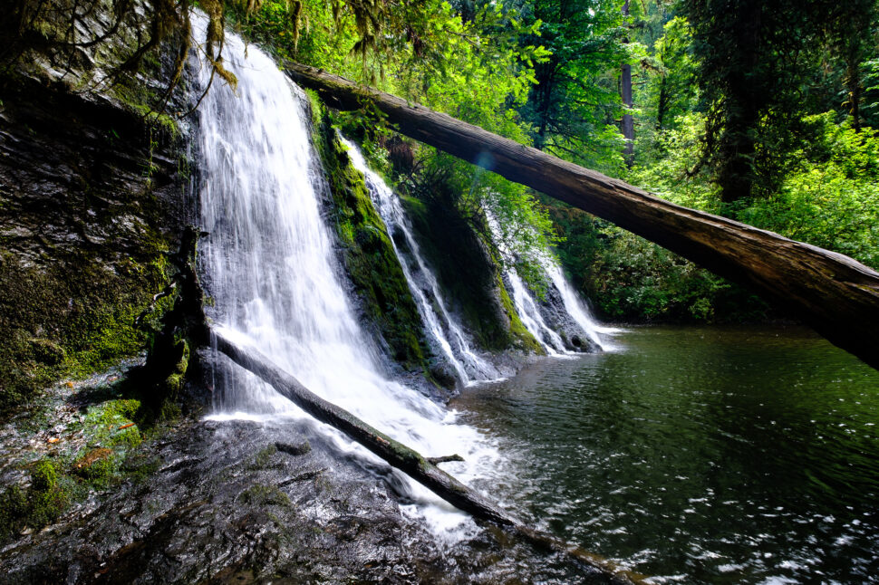 Waterfalls cascade over mossy rocks into a calm pool, with a large fallen tree spanning diagonally across the scene and lush green forest surroundings.