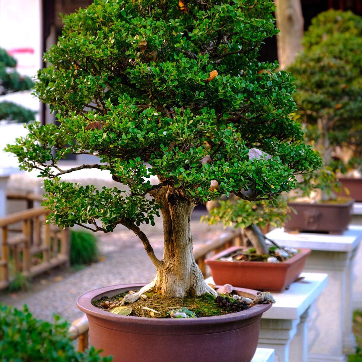 A well-trimmed, dense green bonsai tree with a thick, gnarled trunk in a brown pot sits on a white pedestal along a row of similar pots.
