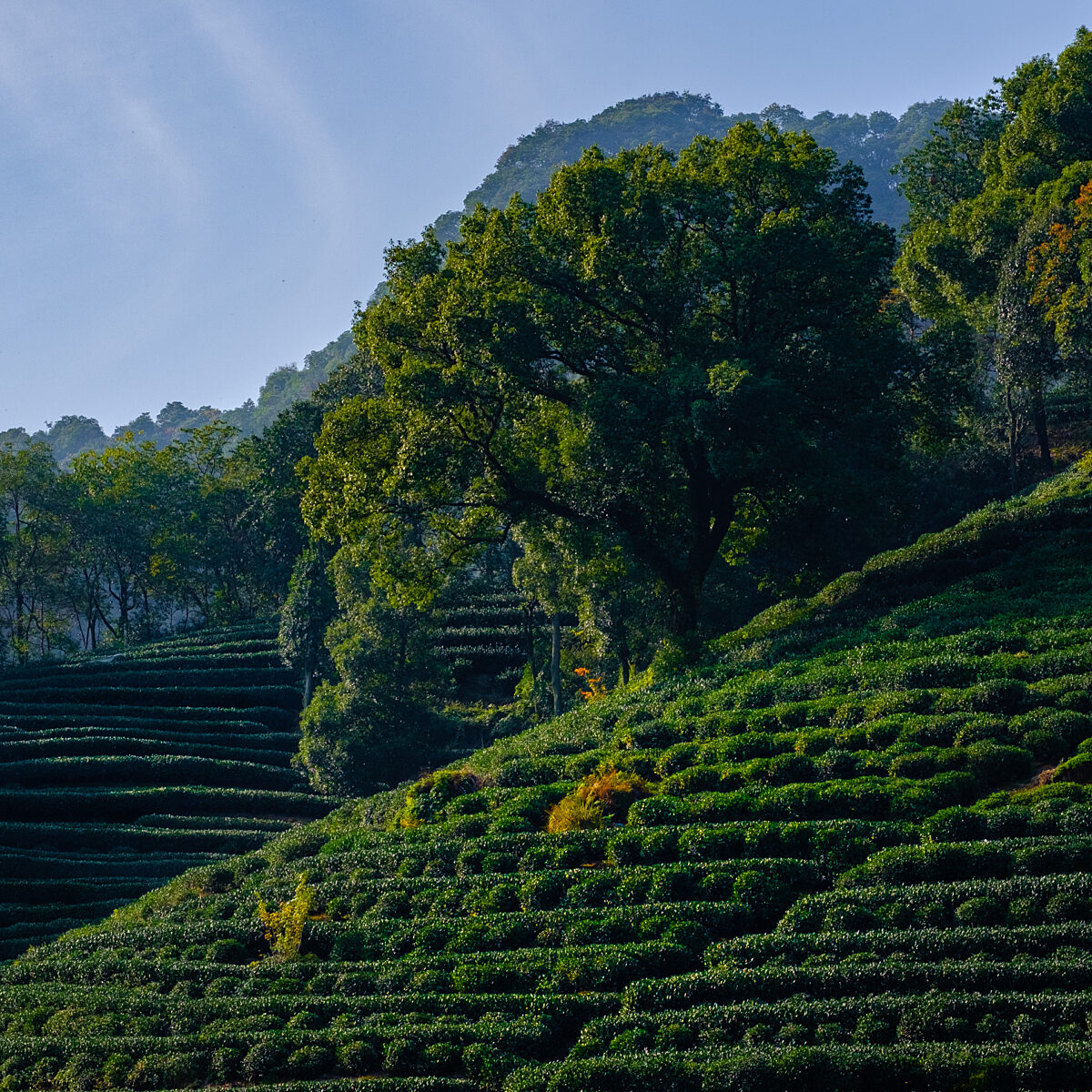 Terraced green tea fields on rolling hills with scattered trees under a clear blue sky.