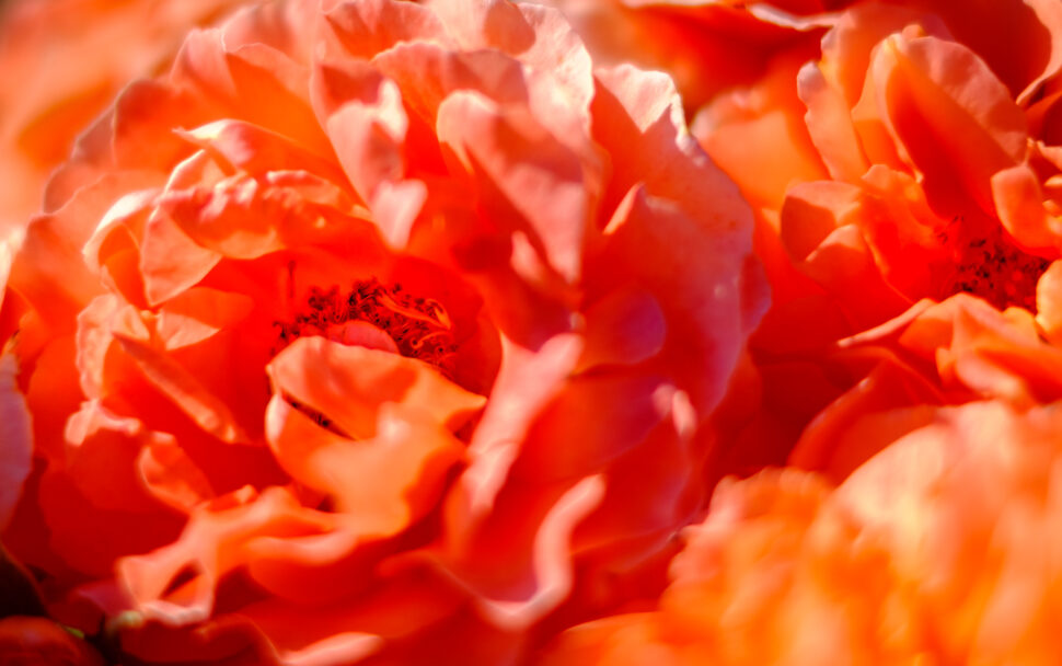 Close-up view of vibrant orange-red peony petals with ruffled, layered textures and a dark central area.