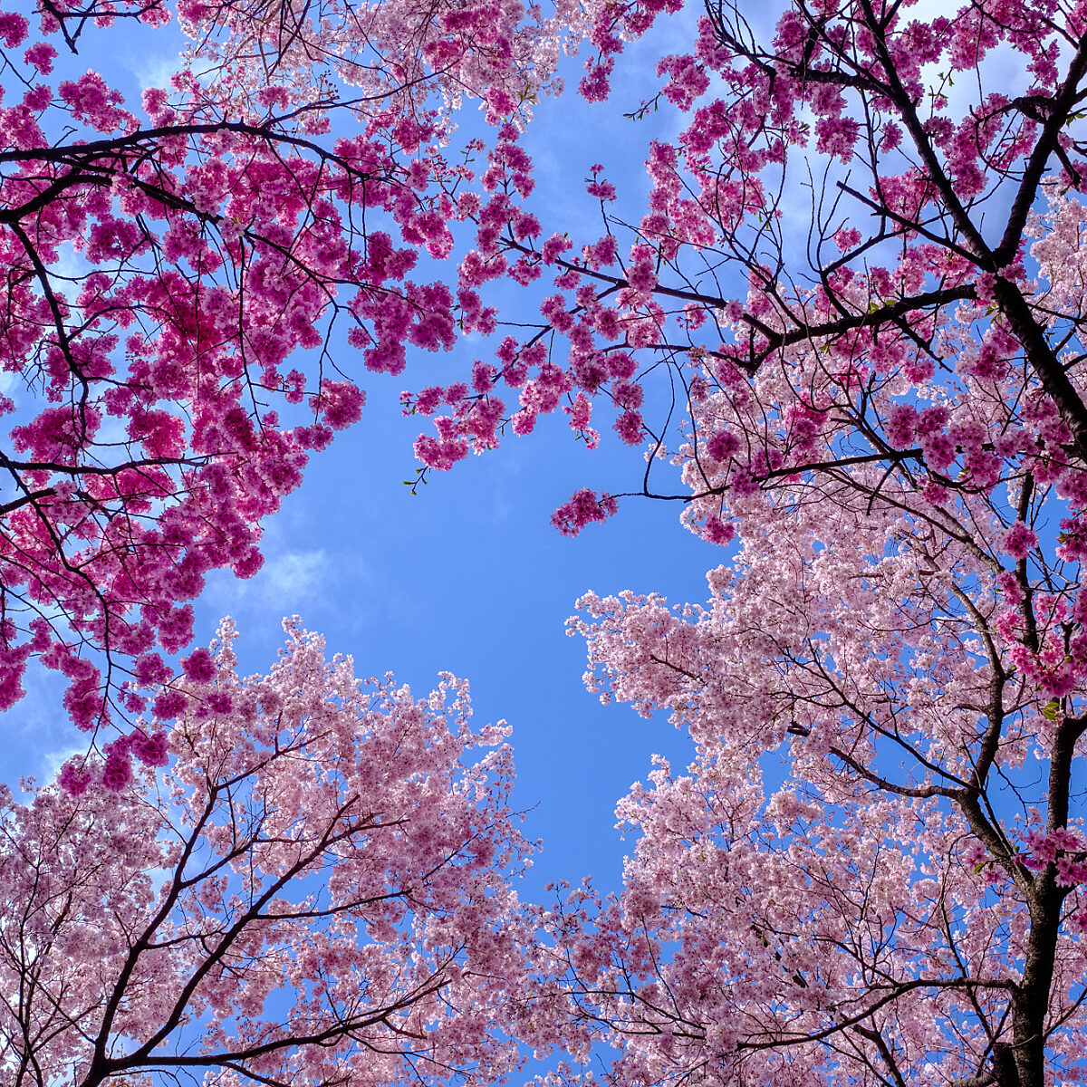 Branches of pink blossoms stretched against a bright blue sky, forming a colorful canopy overhead.