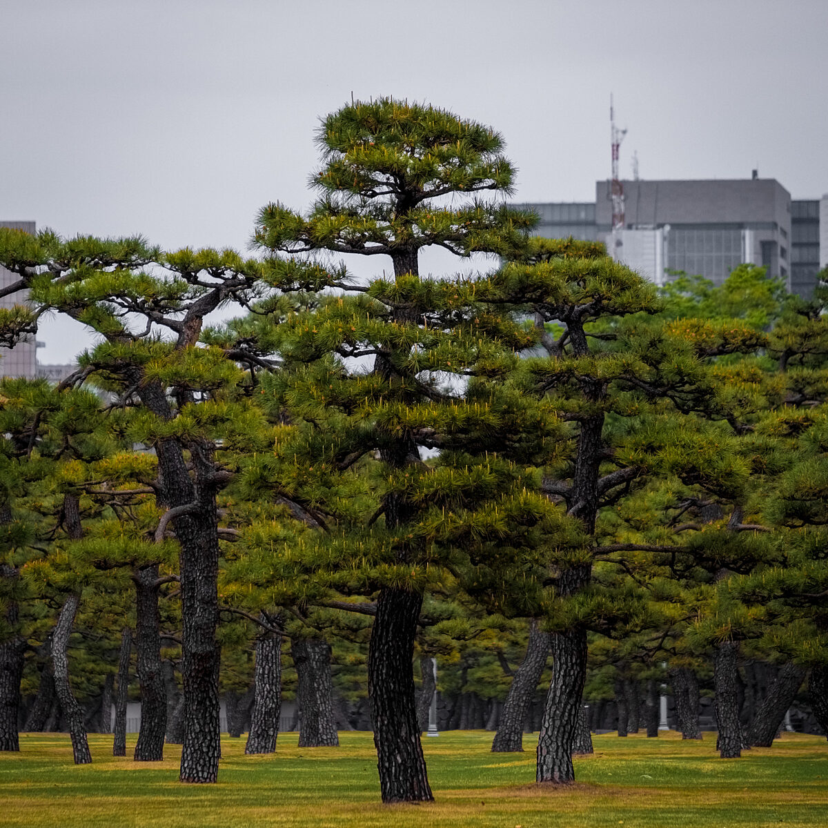 Rows of pruned pine trees with dark, textured trunks on a green lawn, urban buildings fading in the background.
