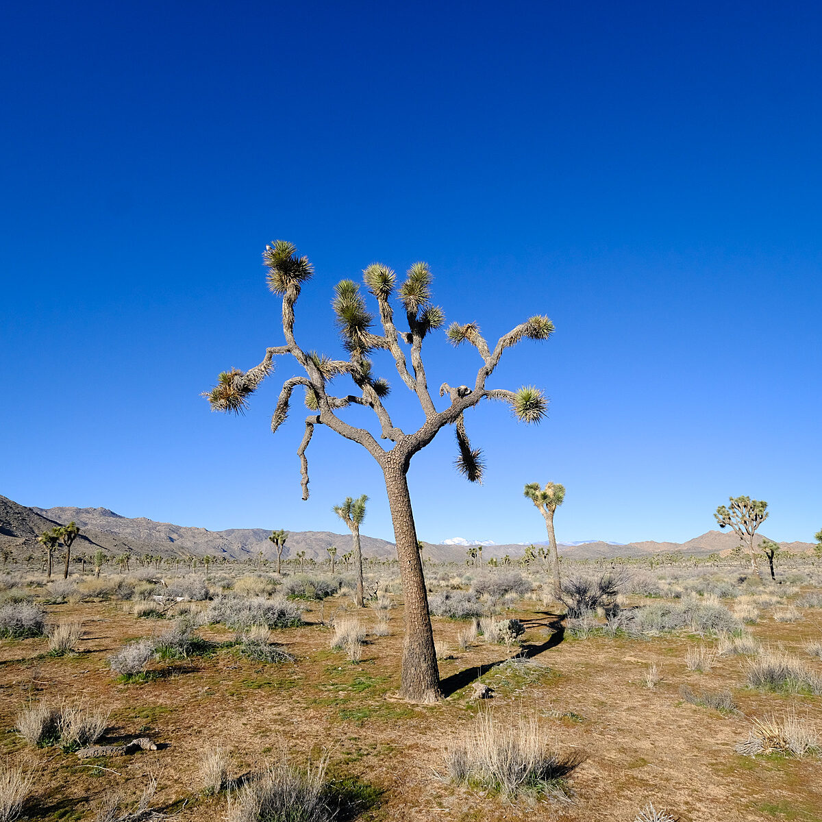 Desert landscape with a prominent Joshua tree in the center, dry brush, and distant mountains under a bright blue sky.