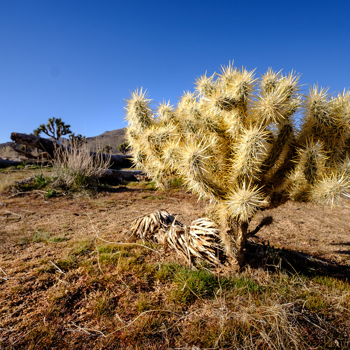 Clustering cholla cactus with spiky golden spines in a dry desert landscape under a clear blue sky.