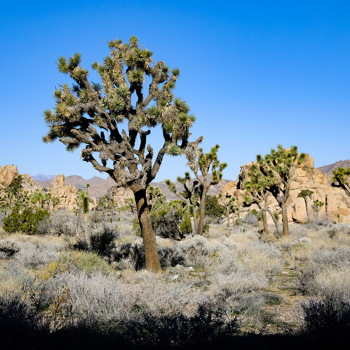 Desert landscape with tall Joshua trees, rocky outcrops, and dry shrubbery under a clear blue sky.