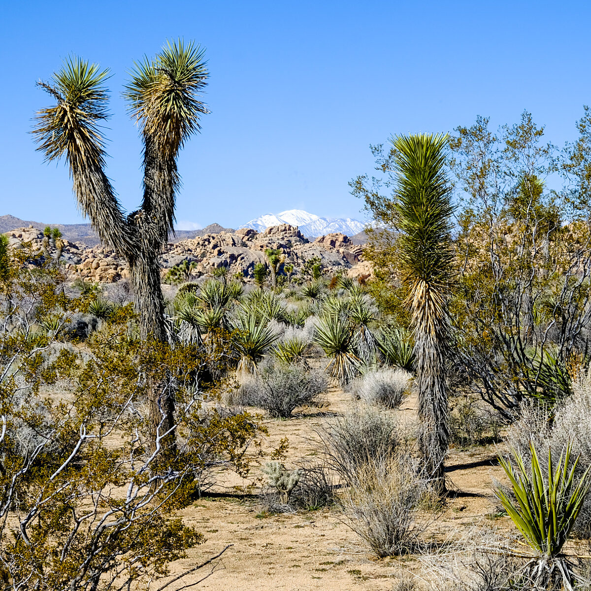 Desert landscape with Joshua trees, shrubs, and rocky hills under a clear blue sky, distant snow-capped mountains visible.