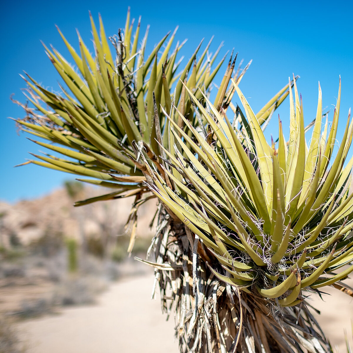 Close-up of a spiky yellow-green yucca plant with long pointed leaves in a desert landscape and a blue sky.