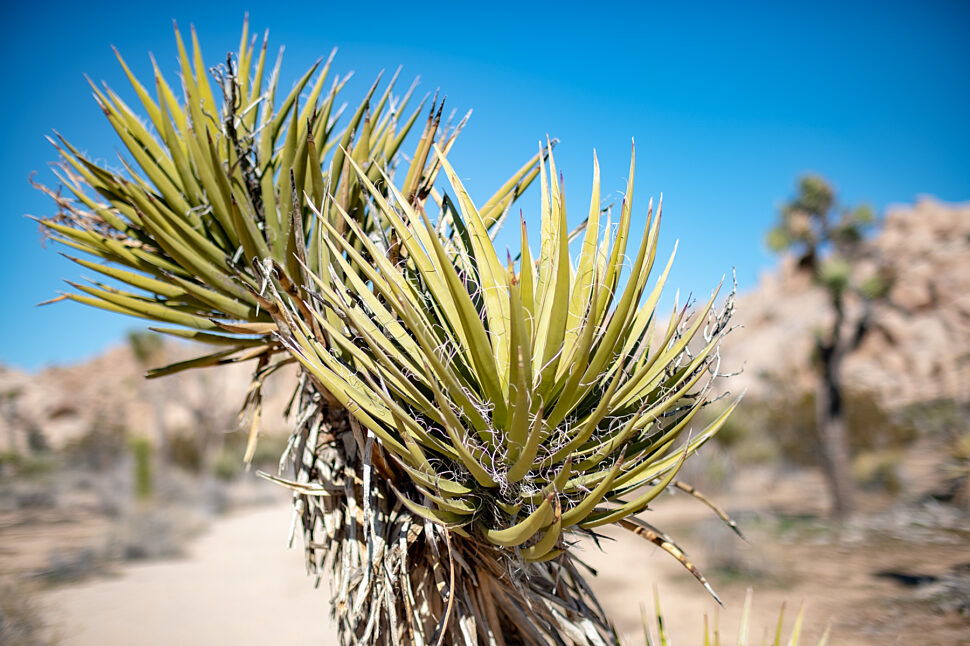 Close-up of a spiky yellow-green yucca plant with long pointed leaves in a desert landscape and a blue sky.