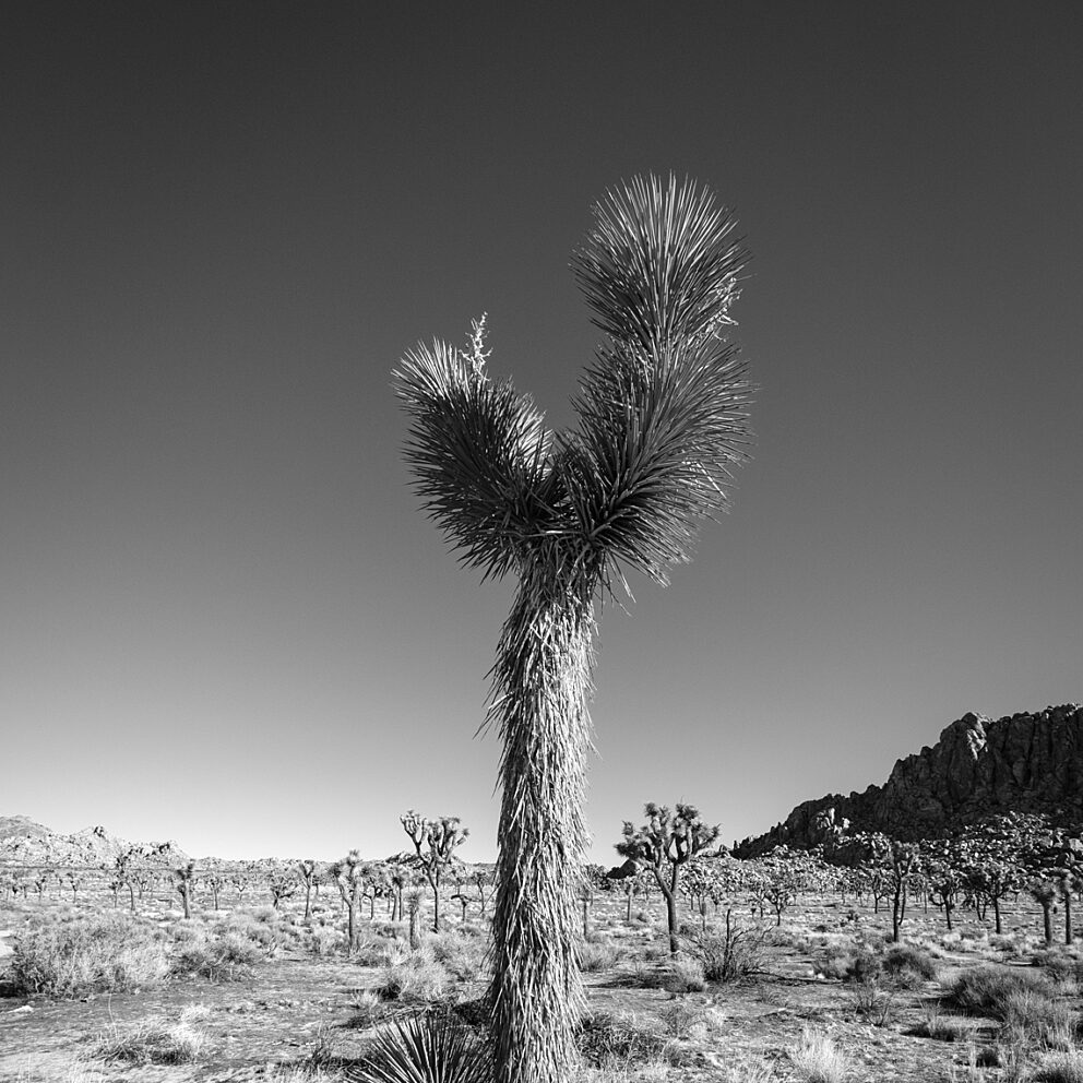 Single Joshua tree with spiky branches in a desert landscape, rocky hills in the distance under a clear sky.