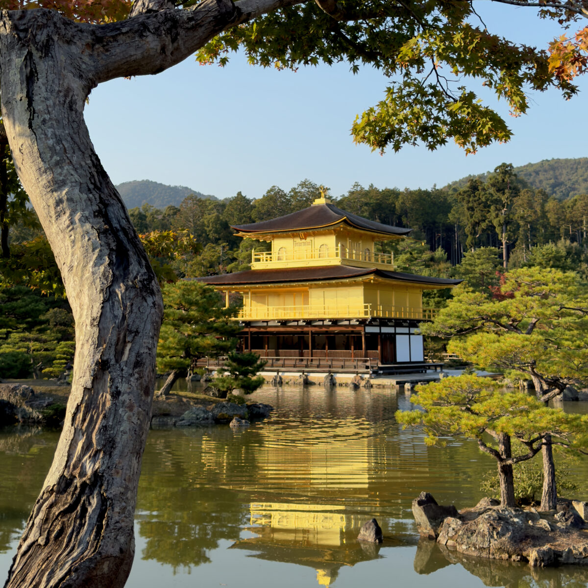 Golden three-story Kinkaku-ji temple in a pond, framed by a textured foreground tree and surrounding green foliage.