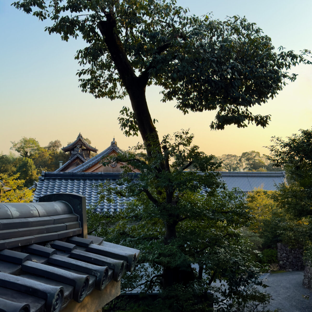 Sunlit traditional Japanese rooftops peek from behind a large tree with lush foliage, set against a clear sky at dusk.