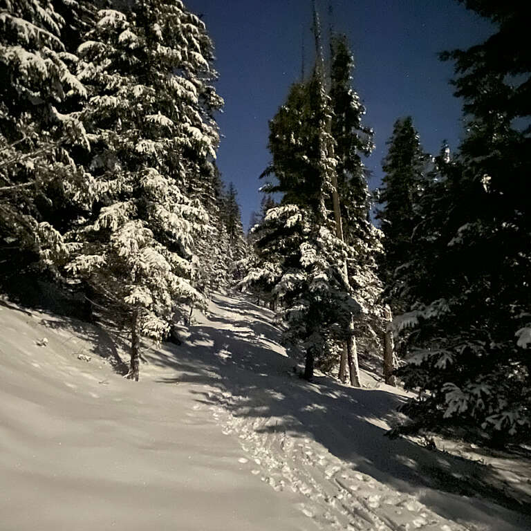 Snow-covered trail winds through tall evergreen trees at night, moonlit and starry sky above.