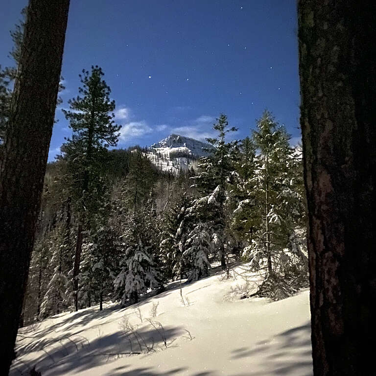 Snow-covered forest with tall pine trees, moonlit ground, and a distant snow-capped peak under a dark blue starry sky.