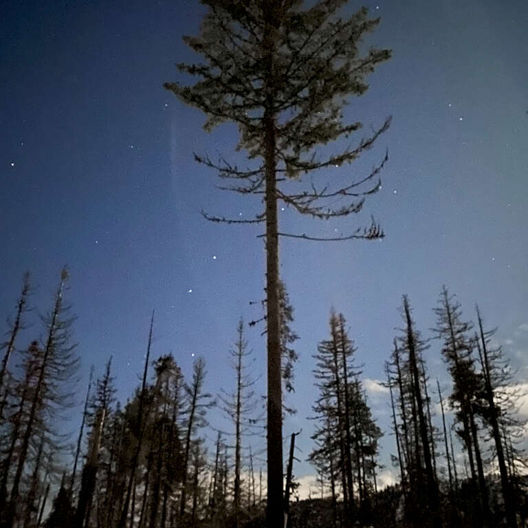 A tall lone pine stands among a forest of bare trees under a starry night sky, with snow covering the ground.