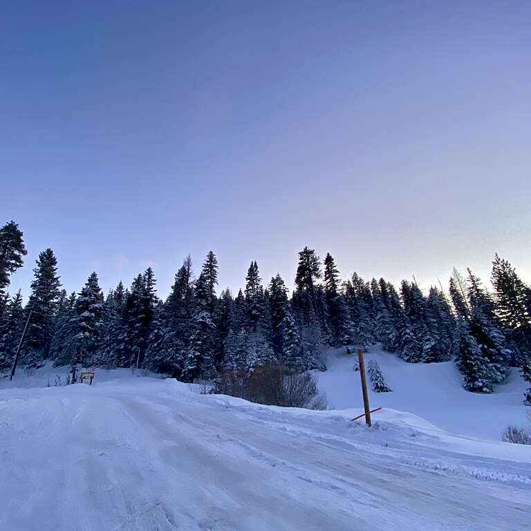 Snow-covered path and small signposts in a forest of tall, snow-laden evergreen trees under a clear blue sky.