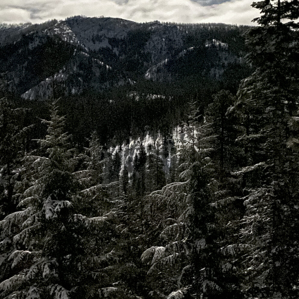 Snow-dusted evergreen trees blanketing a mountainous forest under a cloudy sky.
