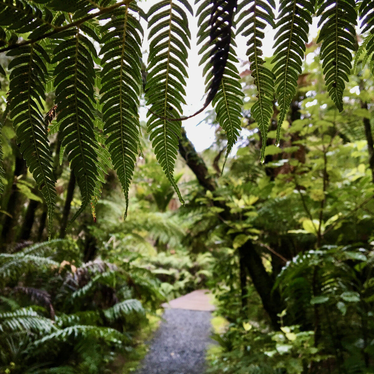 Overhanging fern fronds form a green canopy, with a stone path visible below among dense foliage.
