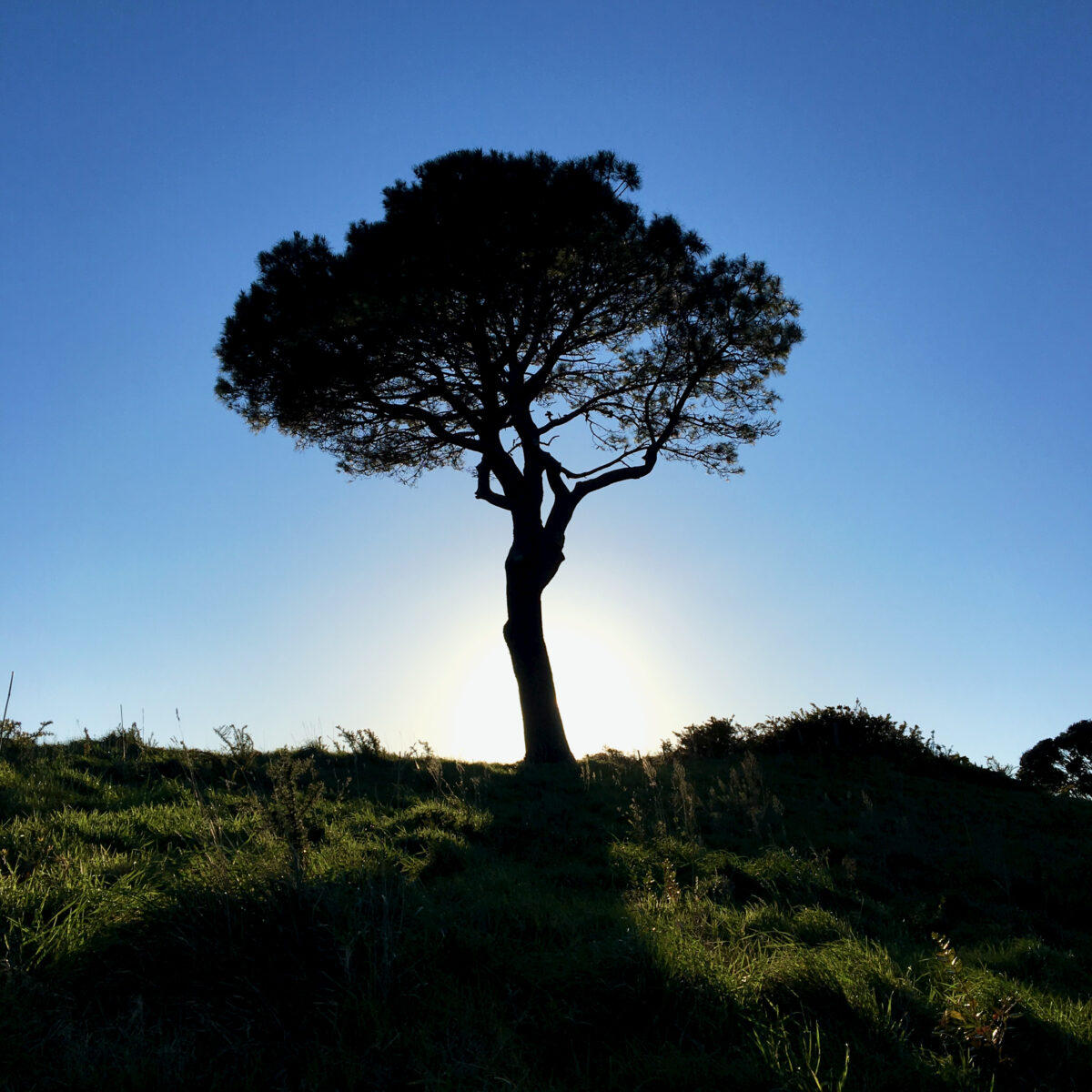 Tall silhouetted tree with sprawling branches stands against a clear blue sky, sun near the horizon casting light over a grassy field.