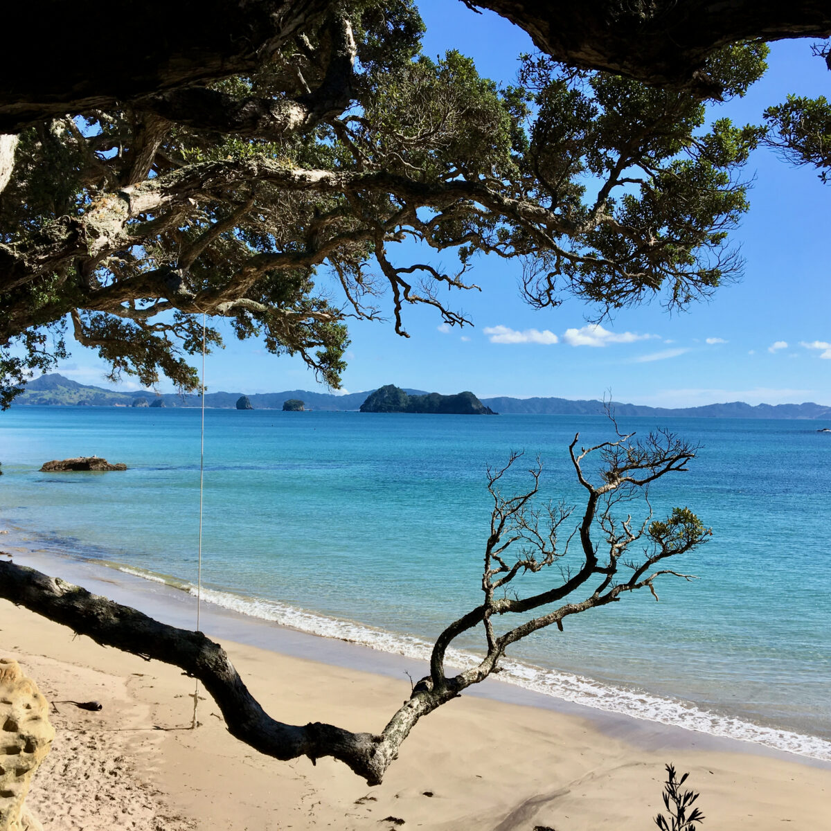 Overhanging gnarled tree branches frame a tranquil turquoise bay with a sandy shore and distant rocky island silhouettes under a clear blue sky.