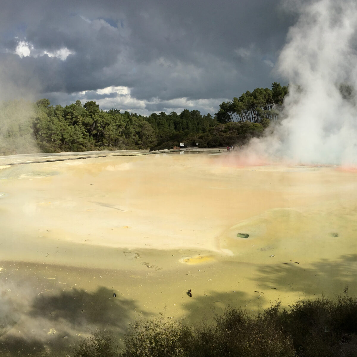Panoramic view of a steaming geothermal pool with yellow and beige hues, surrounded by trees, under a cloudy sky.