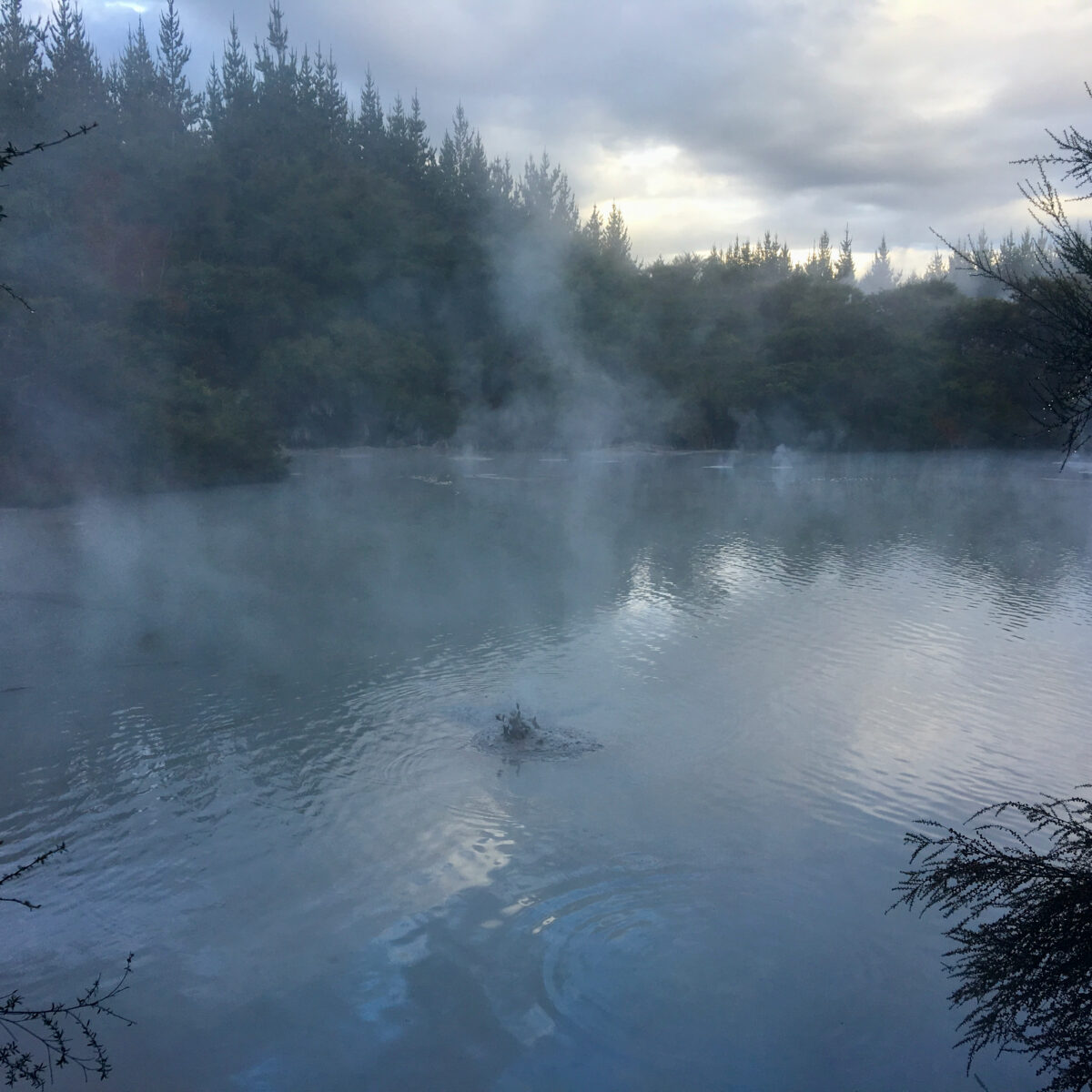 Dense fog over a calm lake with a forest of tall evergreen trees in the background and bare branches in the foreground.