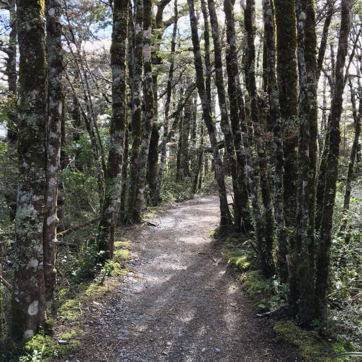 Winding forest path lined with tall, moss-covered trees and scattered rocks, sunlight filtering through branches.