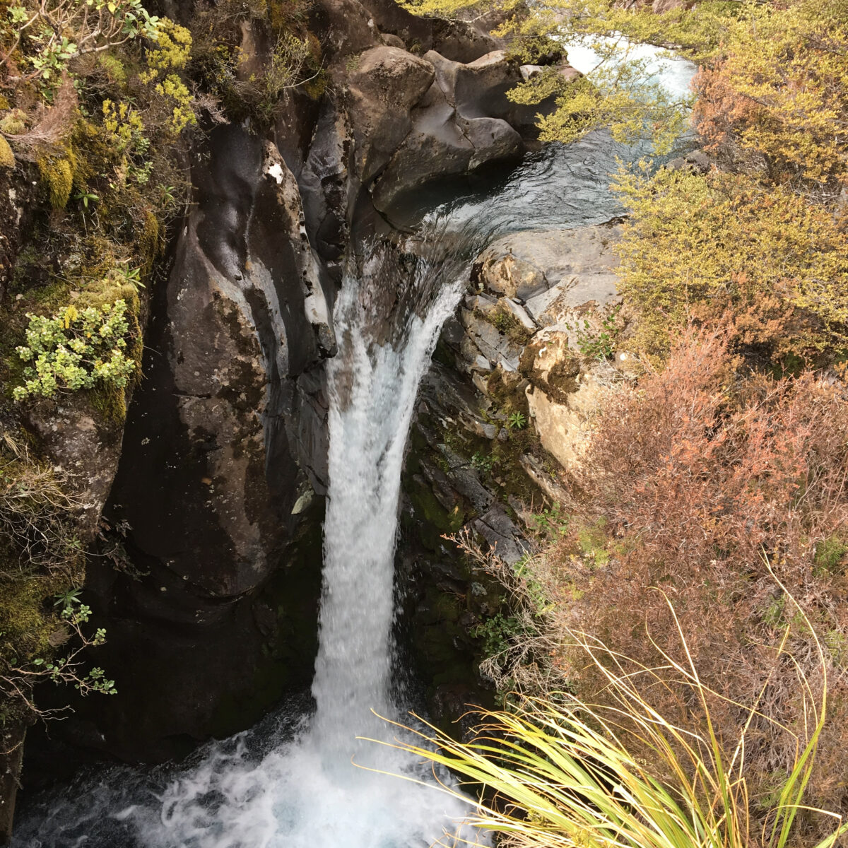 Water cascades down jagged rocks framed by mossy greenery and yellowing shrubs.