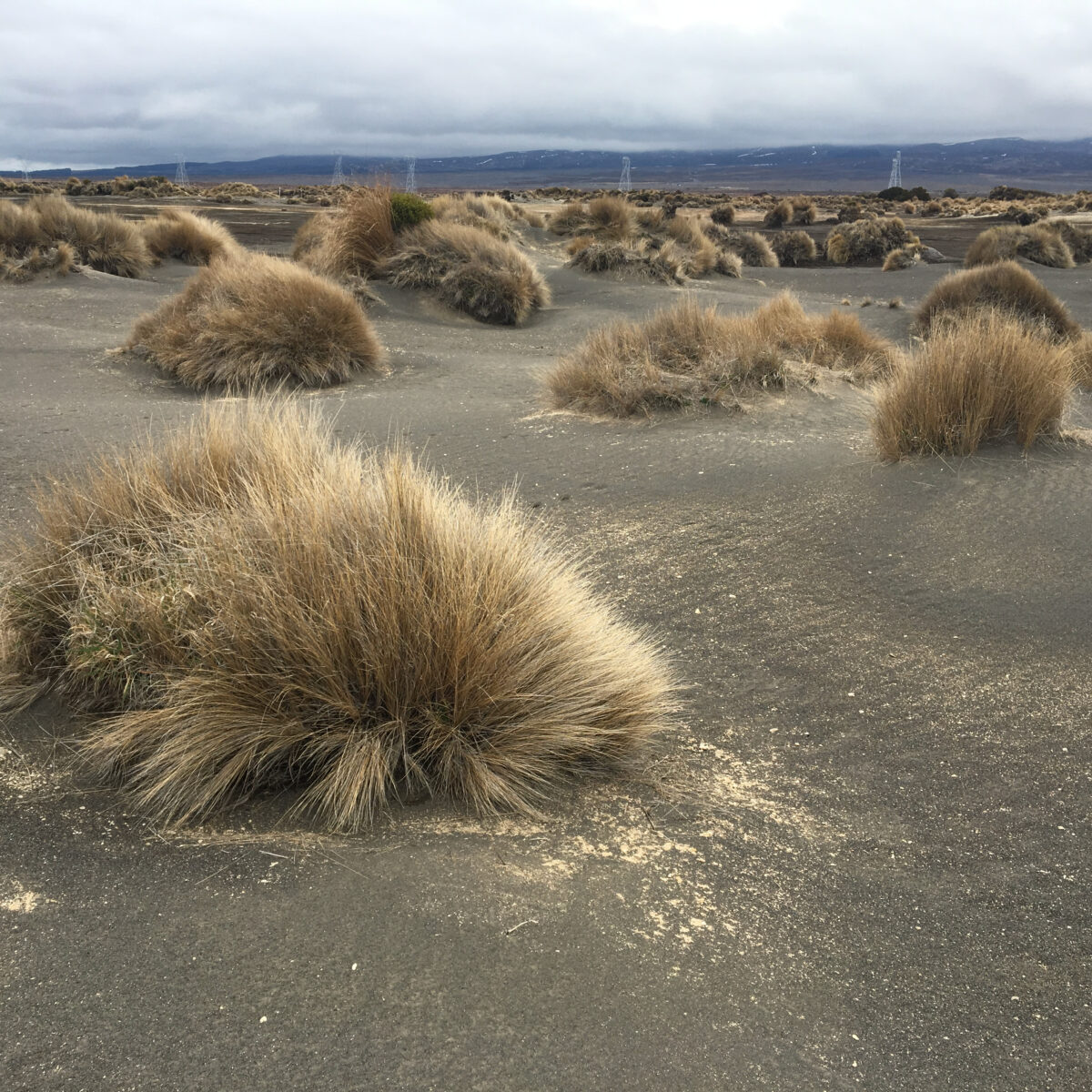 Desert scene with scattered clumps of dry grass on dark, ashy soil and distant mountains under a cloudy sky.