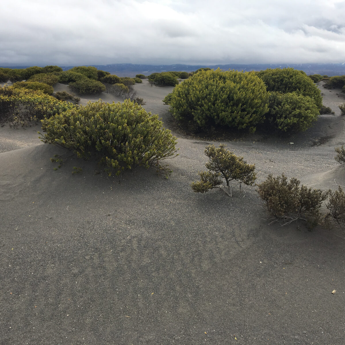 Rolling sand dunes with green shrubs under a cloudy sky, distant mountains on the horizon.