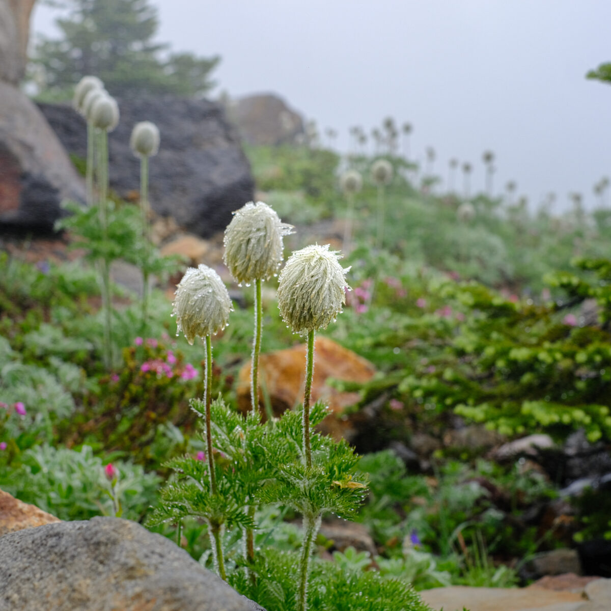 Dew-covered white globe thistles stand among rocks and greenery on a misty coastal garden.