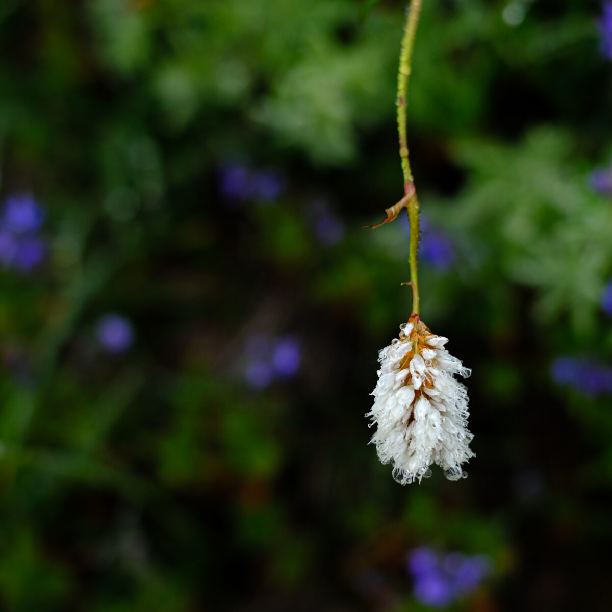 A dried, white flower cluster hangs from a slender green stem against a blurred green and purple garden background.