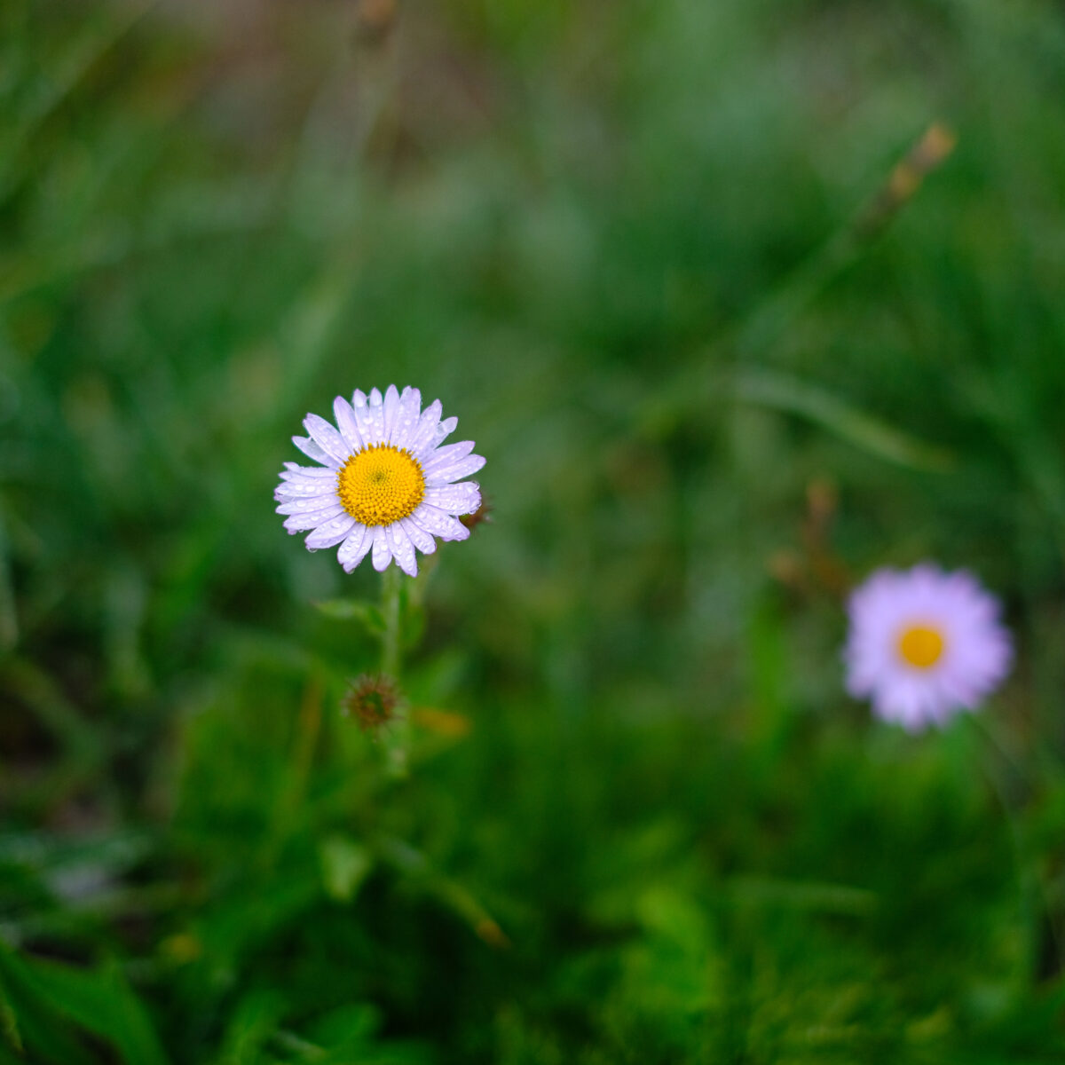 Purple daisy with a yellow center in a green grassy field, dew on petals, another similar bloom blurred in background.