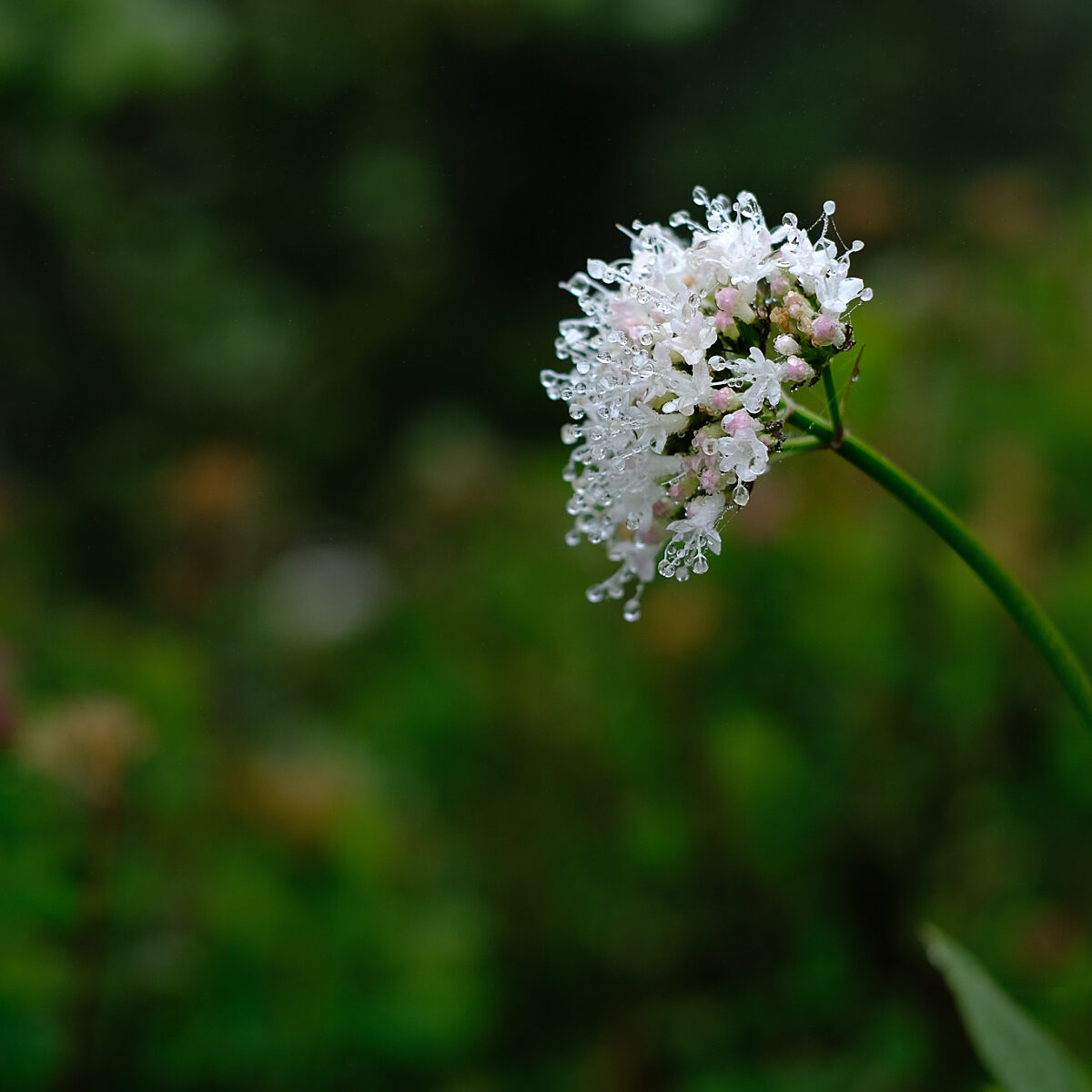 Delicate white cluster of tiny flowers with droplets on a curved green stem against a blurred green garden background.