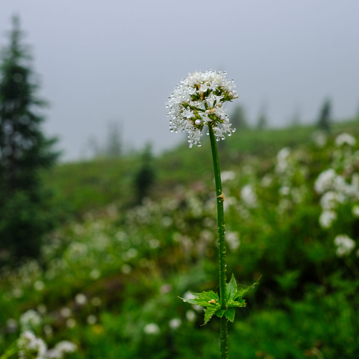 Tall green stem with a spherical cluster of tiny white flowers, dew drops on petals, in a misty, grassy meadow with blurred trees in the background.