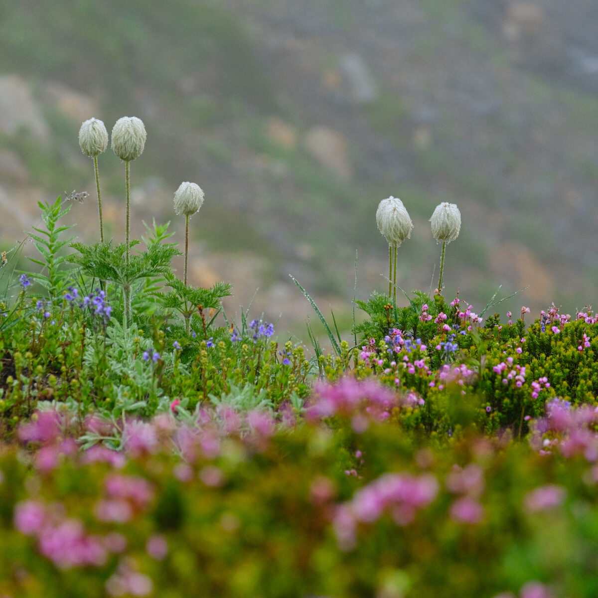 Purple, pink, and blue wildflowers blanket a rocky hillside with tall white globe-like seed heads rising above green foliage.