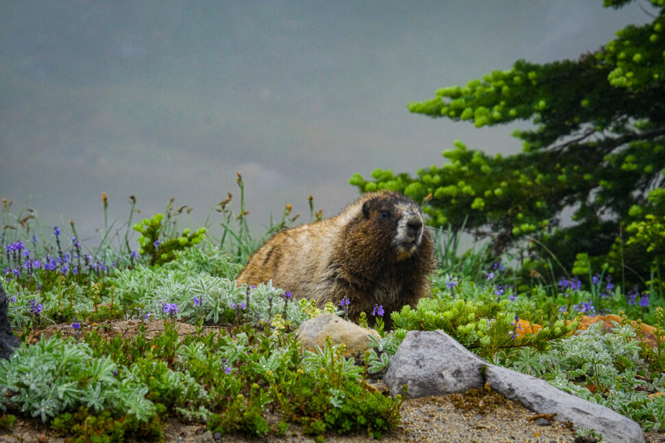 Alpine marmot resting among low green foliage, purple flowers, and small rocks with a blurred forested background.