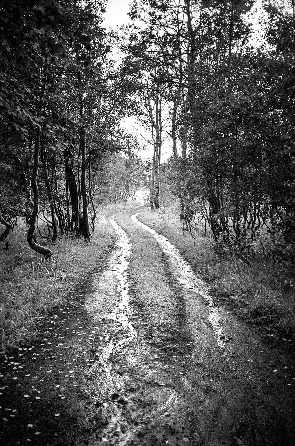 A muddy winding path cuts through a dense forest with tall trees and scattered fallen leaves along the sides.
