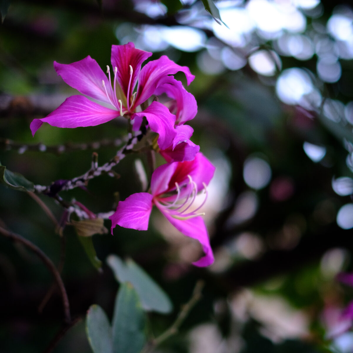 Bright pink tropical flowers with long white stamens on a vine, set against dark green foliage and blurred background.