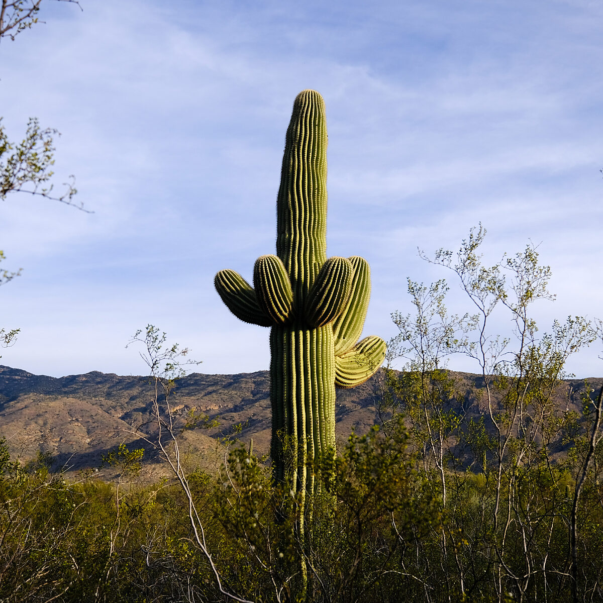 Tall saguaro cactus with multiple curved arms stands amid desert shrubs, against a distant rocky hillside and clear blue sky.