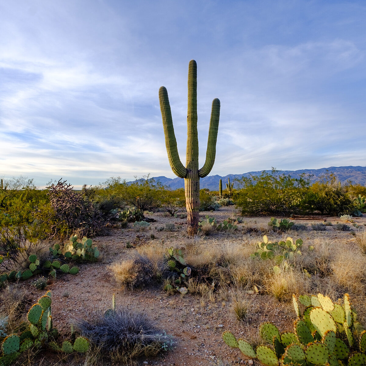 Tall saguaro cactus stands upright in a desert landscape with scrubby bushes, prickly pear, and distant mountains under a blue sky.