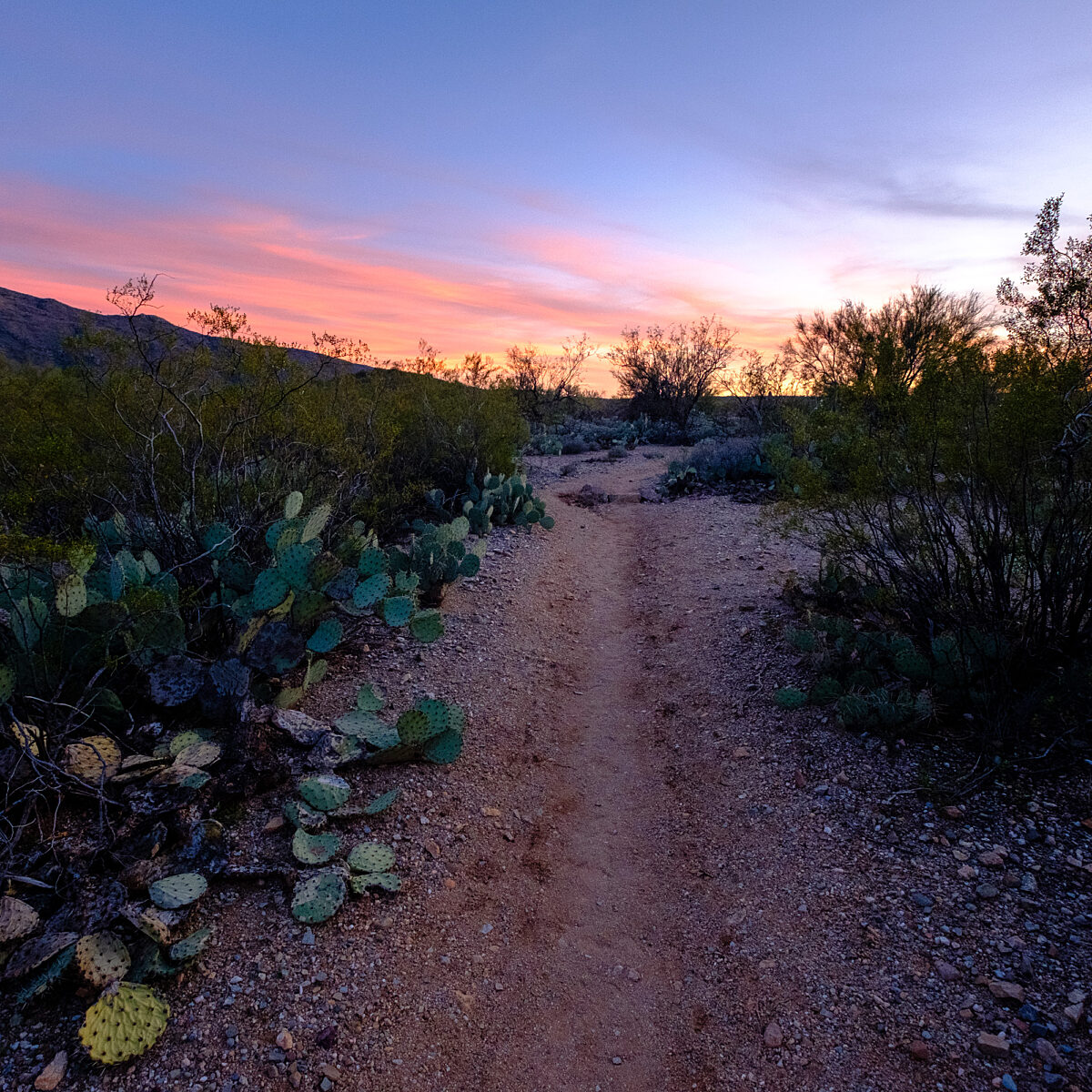 Desert trail winds through cacti and scrub as a pink-orange sunset lights the horizon, with hills in the distance and rocky ground underfoot.