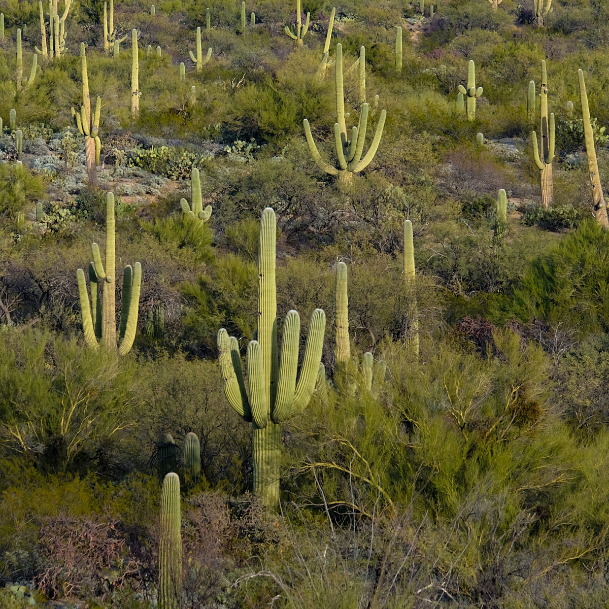 Desert landscape with tall green cacti and dense shrubs across gently sloped terrain.