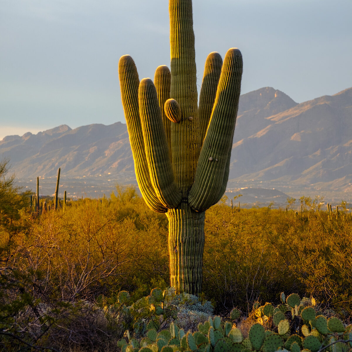 Tall saguaro cactus stands among desert shrubs with a mountainous backdrop at sunset.
