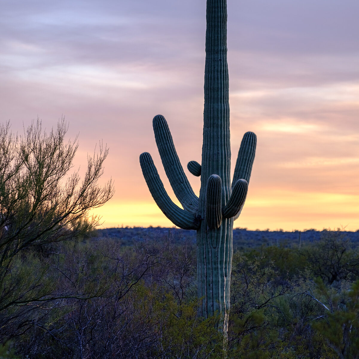 Tall saguaro cactus with multiple arms rises over desert shrubs against a sunset sky of pastel purples and oranges.