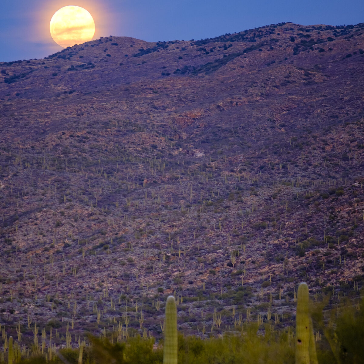 Tall desert hills with numerous cacti silhouette against a blue twilight sky, a bright full moon rising near the hill peak.