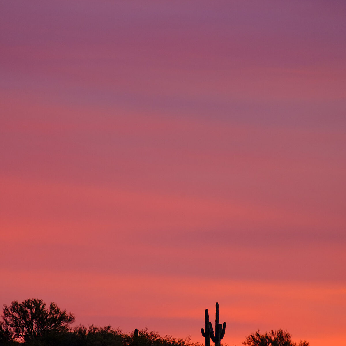 Silhouetted desert shrubs and tall cacti on a rocky hill against a gradient pink to orange sunset sky.