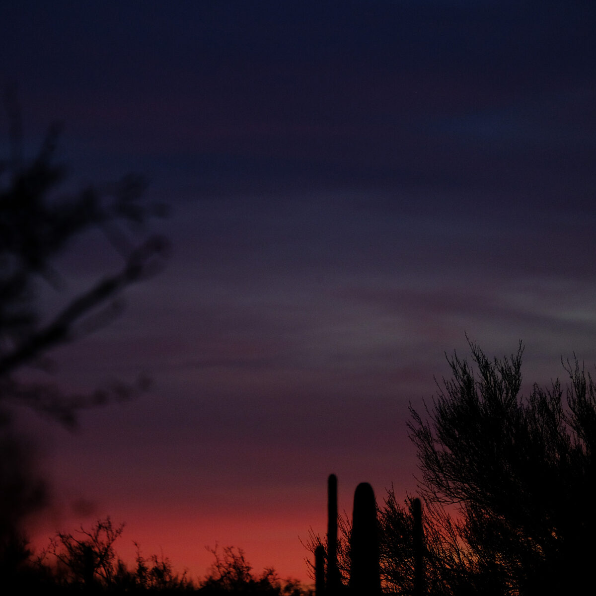 Desert silhouette at dusk with dark cacti and shrubs against a gradient pink, purple, and blue sky.